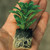 Chive (Garlic) Neko/Allium tuberosum Neko