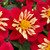 Dahlia Dahlietta Surprise 'Cindy'