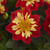 Dahlia Dahlietta Surprise 'Cindy'