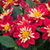 Dahlia Dahlietta Surprise 'Cindy'