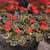 Geranium Mrs Pollock