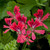 Geranium Scented Concolor Lace