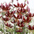 Lilium Claude Shride