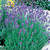 Lavender Munstead 7cm