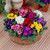 Primula Wanda Mixed (Garden Ready)