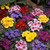 Primula Wanda Mixed (Garden Ready)