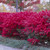Euonymus alatus (Firebush)