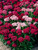 Sweet William Mixed (Garden Ready)