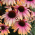 Echinacea Rainbow Marcella