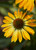 Echinacea Golden Skipper
