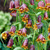 Fritillaria uva-vulpis