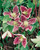 Clematis cirrhosa Freckles