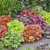 Heuchera Luxury Varieties Mix