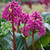 Bergenia cordifolia Purpurea