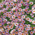 Calibrachoa Chameleon Blueberry Scone