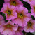 Petunia (Petchoa) Beautical Sunray Pink