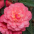 Begonia Fragrant Sweet Spice Bounty