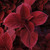 Coleus Red Head
