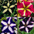 Petunia Premium Star Mixed