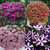 Petunia Premium Star Mixed