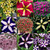 Petunia Premium Star Mixed