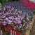 Verbena Endurascape Mixed