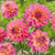 Dahlia 'Great Silence'