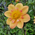 Dahlia 'Kelsey Annie Joy'