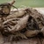 Dahlia 'Totally Tangerine'