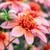 Dahlia 'Totally Tangerine'