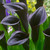 Zantedeschia Odessa