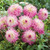 Dahlia 'Pinelands Princess'