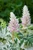 Acanthus 'Whitewater'