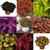 Coleus Premium Mixed