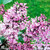 Syringa pubescens  'Miss Kim'