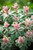 Sedum 'Pinky'