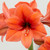 Amaryllis Desire 26cm+