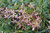 Trachelospermum Pink Showers