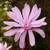 Magnolia stellata 'Rosea'