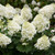 Hydrangea Paniculata Silver Dollar