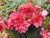 Begonia Funky Pink (Garden Ready)