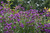 Verbena Santos Purple (Maxi Plugs)
