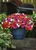 Impatiens (Buzy Lizzie) Beacon Mix F1