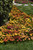 Osteospermum Sunset Shades (Garden Ready)