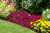 Petunia Shock Wave Deep Purple (Garden Ready)