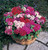 Phlox 21st Century (Garden Ready)