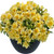 Alstroemeria Inticancha Cabana (Compact Habit)