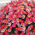 Argyranthemum aramis bicolour Fire
