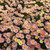 Argyranthemum aramis bicolour Lemon and Pink