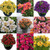 Alstroemeria Mixed